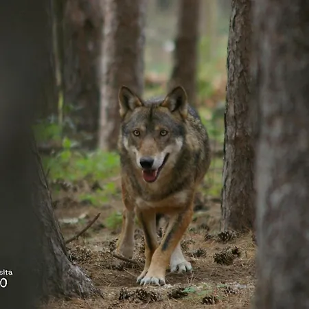 La Dei Tartufi - Apartamento Corfinio