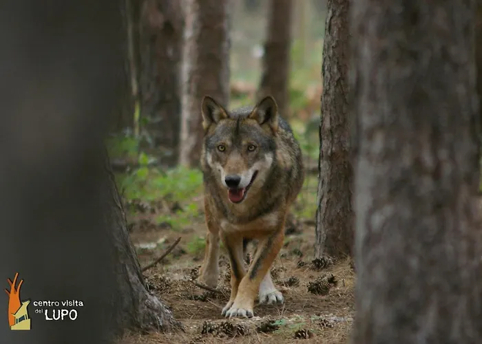 La Dei Tartufi - Apartment Corfinio